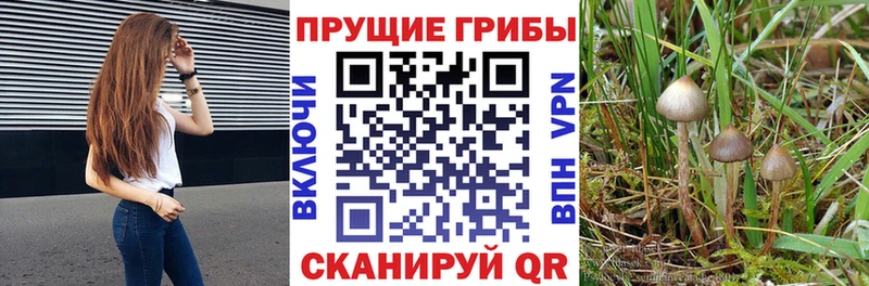 Псилоцибиновые грибы MAGIC MUSHROOMS KRAKEN ТОР Пойковский купить наркотик